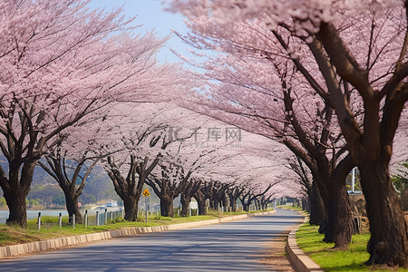 开花的路背景图片_道路两旁种满了开花的树木
