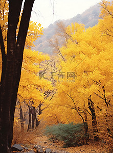 枫叶山背景图片_有黄色和橙色树木的森林