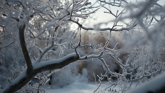 飘雪的冬季背景图片_冬天树枝植物
