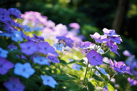 绿色背景的紫色和蓝色花朵