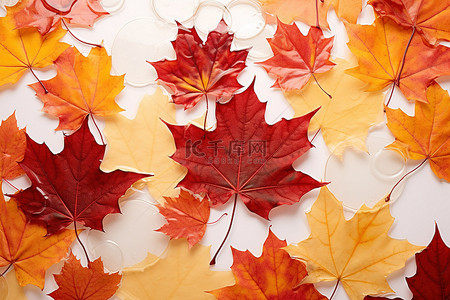 枫叶旗背景图片_以枫叶为特色的秋季背景