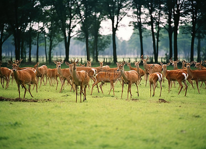 一群鹿站在绿草上