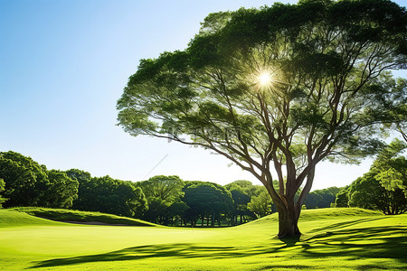 高尔夫球场上有树木的绿色梧桐