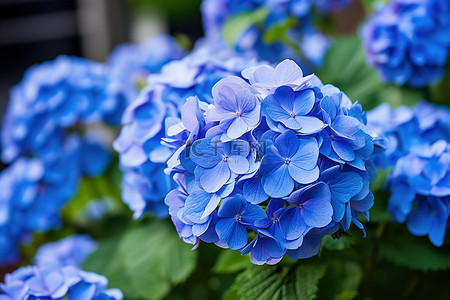 夏天植物花朵背景图片_蓝色的花朵 花朵