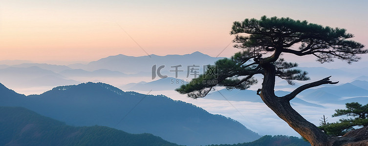 山顶公园背景图片_日出时，一棵松树矗立在山顶
