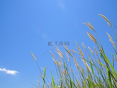 秋天草丛背景图片_高高的草丛在蓝天