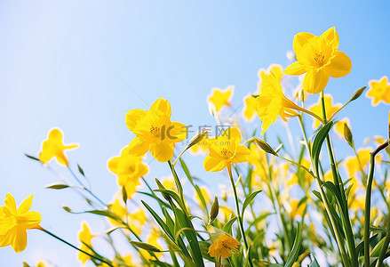 黄色的花朵生长在春天