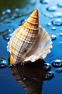 大海螺背景图片_一个大贝壳，上面有一些水滴