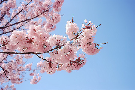 春天花卉粉色背景图片_仲冬时节，蓝天映衬下的粉色樱花树