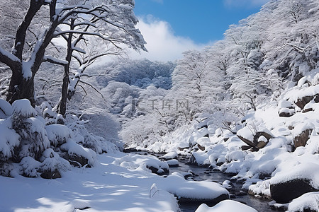 冬天雪原背景图片_一片积雪覆盖的雪原，树木繁茂