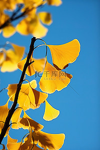 秋天银杏叶在蓝天映衬下的图像