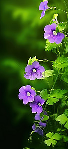 紫色的花朵和绿色的植物看着我们