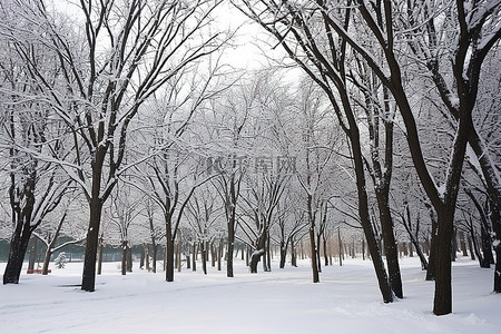 雪花脸谱背景图片_很多树木有雪和冬天的树木