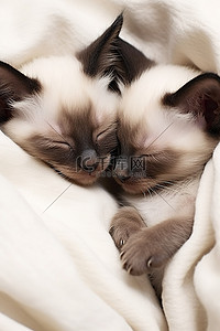 躺着休息背景图片_两只暹罗小猫一起睡在白色毯子上