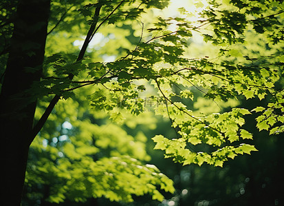 阳光透过森林里的绿叶