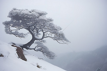 冬天的树背景图片_山脊上有一棵有雪的树
