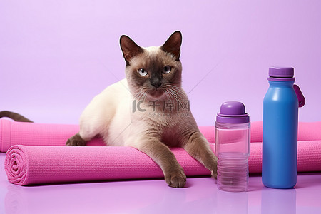 暹罗猫在她的垫子上粉红色水瓶和哑铃
