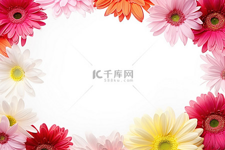 菊花免费背景图片_美丽的红色和粉色非洲菊雏菊花框，免费照片卡