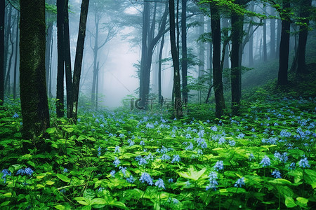 充满雾气的森林，绿树蓝花