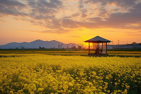 市民公约背景图片_日落时，凉亭俯瞰着一片黄色的花田