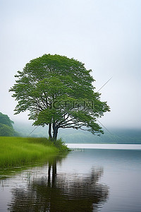 我的眼里只有你背景图片_湖上只有一棵树