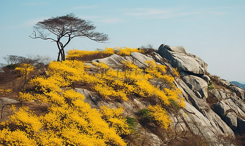 旅游黄色背景背景图片_上面有黄色花朵和树枝的岩石