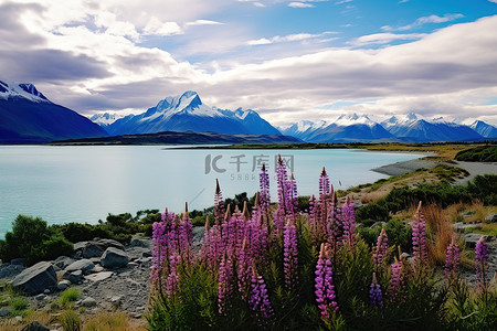 新西兰植物背景图片_山脉耸立在色彩缤纷的开花植物之上，靠近湖泊和山脉