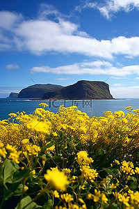 生长在夏威夷海洋附近的黄色花朵
