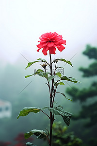 雾天行驶背景图片_雾天，红花与叶一起生长