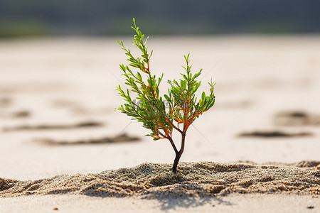 生长在沙滩上的小树