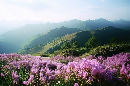 开着紫色花朵的高山坡