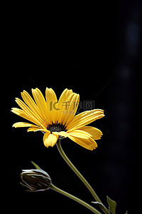 深色花朵背景图片_深色背景中的一朵黄色花朵