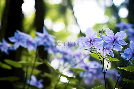 树林里娇嫩的蓝色花朵映入眼帘