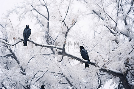 乌鸦栖息在被雪覆盖的树枝上