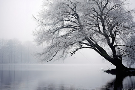 冬天的树背景图片_冬天的树和水上的树