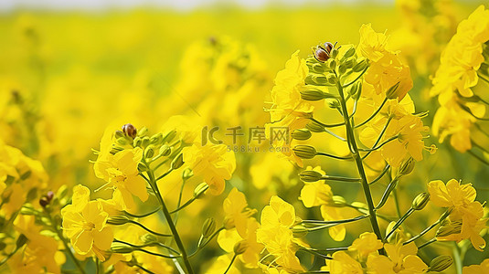 春天蜜蜂背景图片_蜜蜂