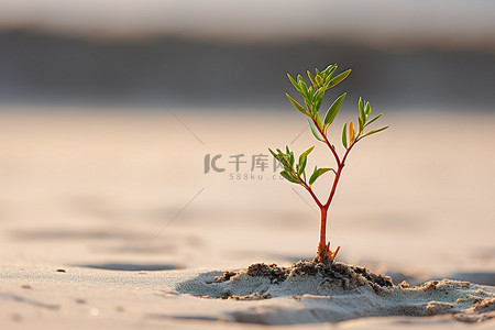 干旱的土地背景图片_一棵树似乎是从泥地里长出来的