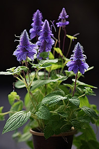 野花背景背景图片_背景中有蓝色花朵的植物和一些绿色物体