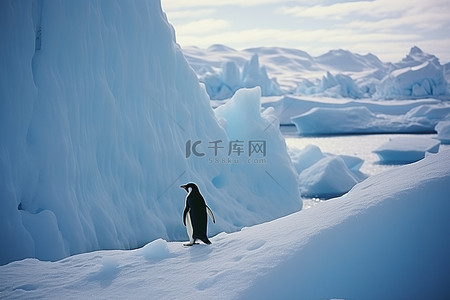 北极背景图片_来自南极洲北极冰原的企鹅