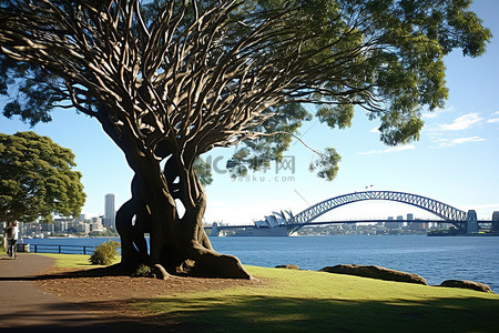 长安街道背景图片_悉尼港和棕榈树