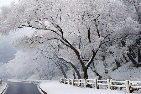 雪落在路边的一些树上