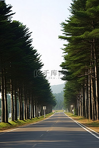 安静交通背景图片_一条安静的路，两边都有一些松树