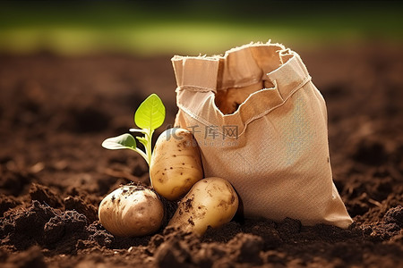 一个装满埋在地里的土豆的袋子