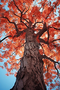 背景是彩色叶子的红枫树的树皮