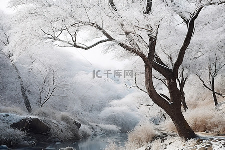 霜冻的树木矗立在雪溪旁