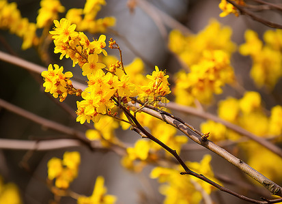 照片 黄色 花 树