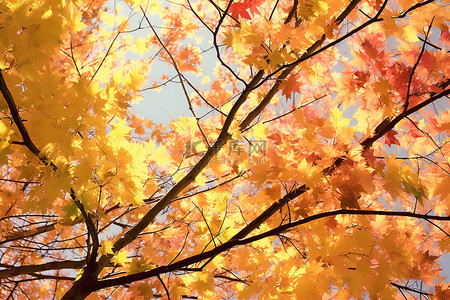 秋叶映衬着天空，黄色和红色的树枝