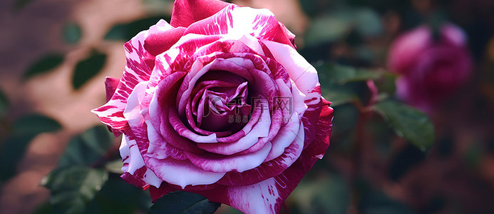 一朵粉红玫瑰坐在花坛里