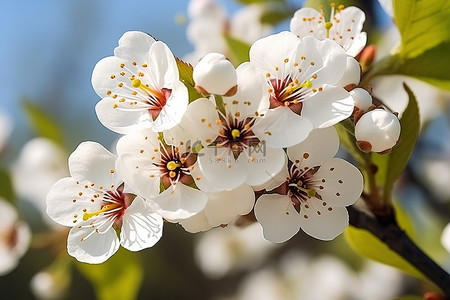 m哦梨花背景图片_阳光明媚的日子里，白色的花朵在树上绽放