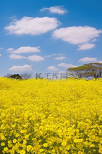 春天黄花背景图片_蓝天白云下的黄花田，绿树成荫